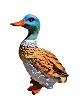 MAŁA DZIKA STOJĄCA KACZKA