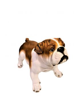 PIES BULDOG ANGIELSKI model A