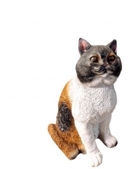 ŚREDNI SIEDZĄCY KOT BRYTYJSKI - model II