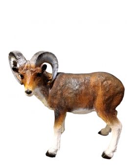 KOZICA GÓRSKA / MUFLON