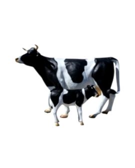 KROWA NATURALNYCH ROZMIARÓW Z CIELAKIEM - model II