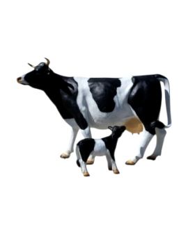 KROWA NATURALNYCH ROZMIARÓW Z CIELAKIEM - model III