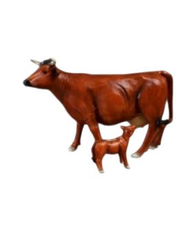 KROWA NATURALNYCH ROZMIARÓW Z CIELAKIEM - model IIIa
