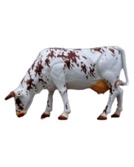 KROWA PASĄCA SIĘ NATURALNYCH ROZMIARÓW - XXL model IIa